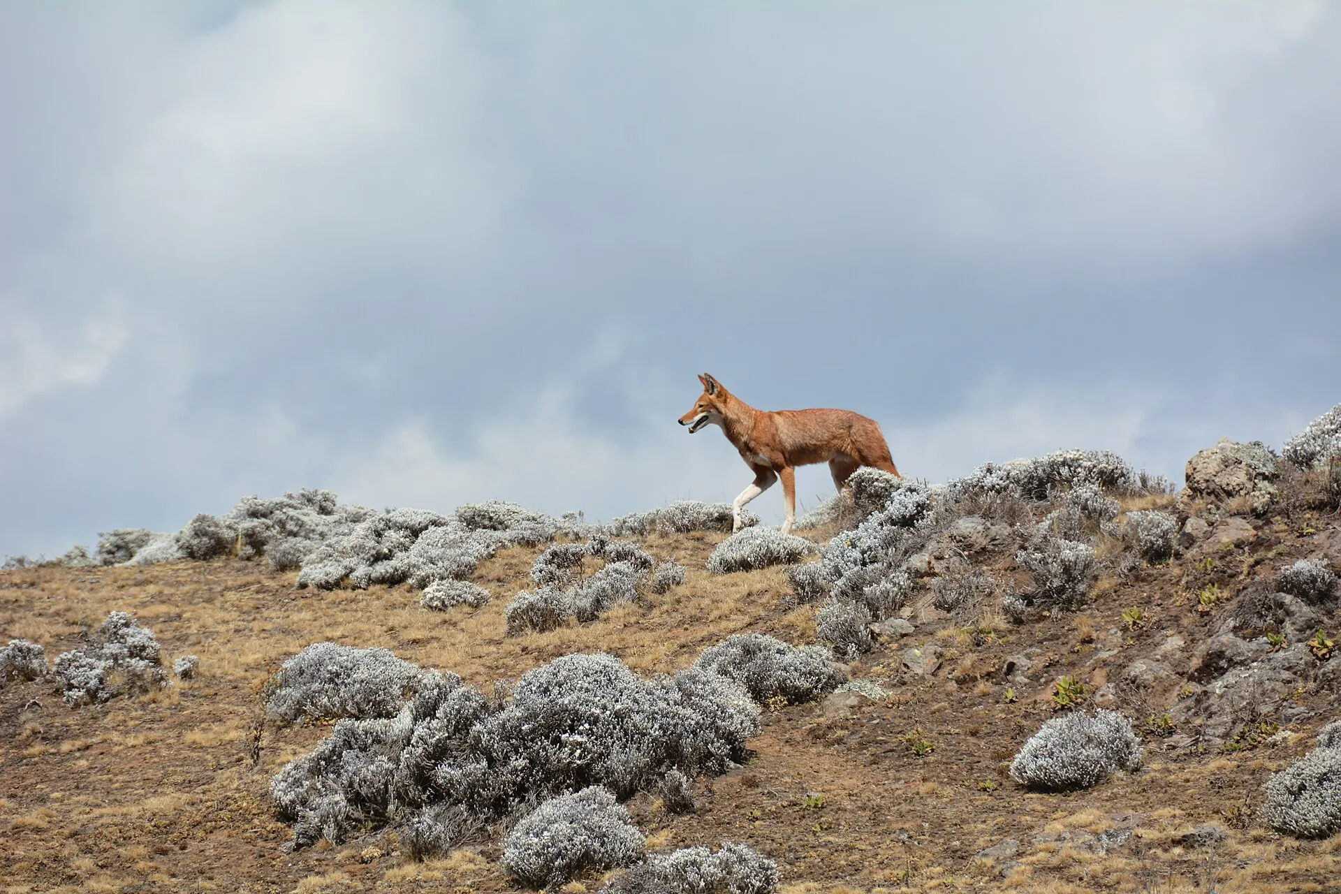 An Ethiopian wolf trotting across the heather on the Bale Mountains plateau